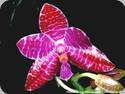 Phal. lueddemanniana